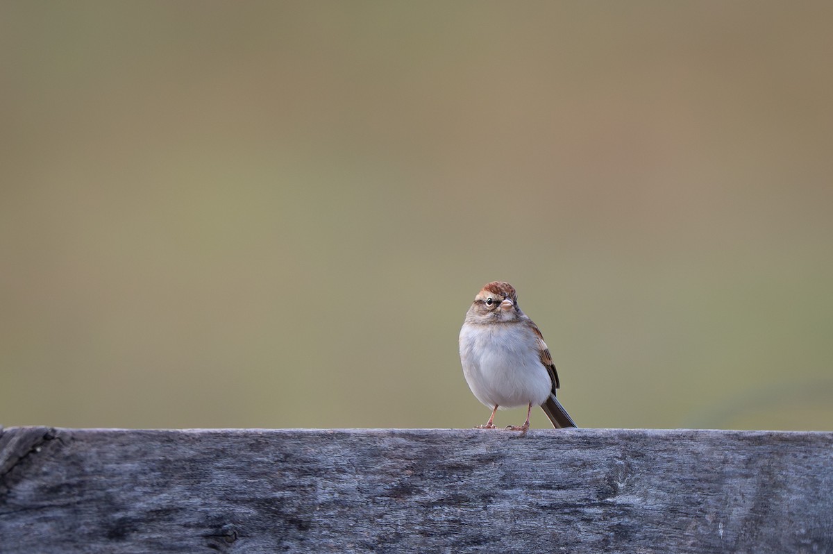 Chipping Sparrow - ML644118475