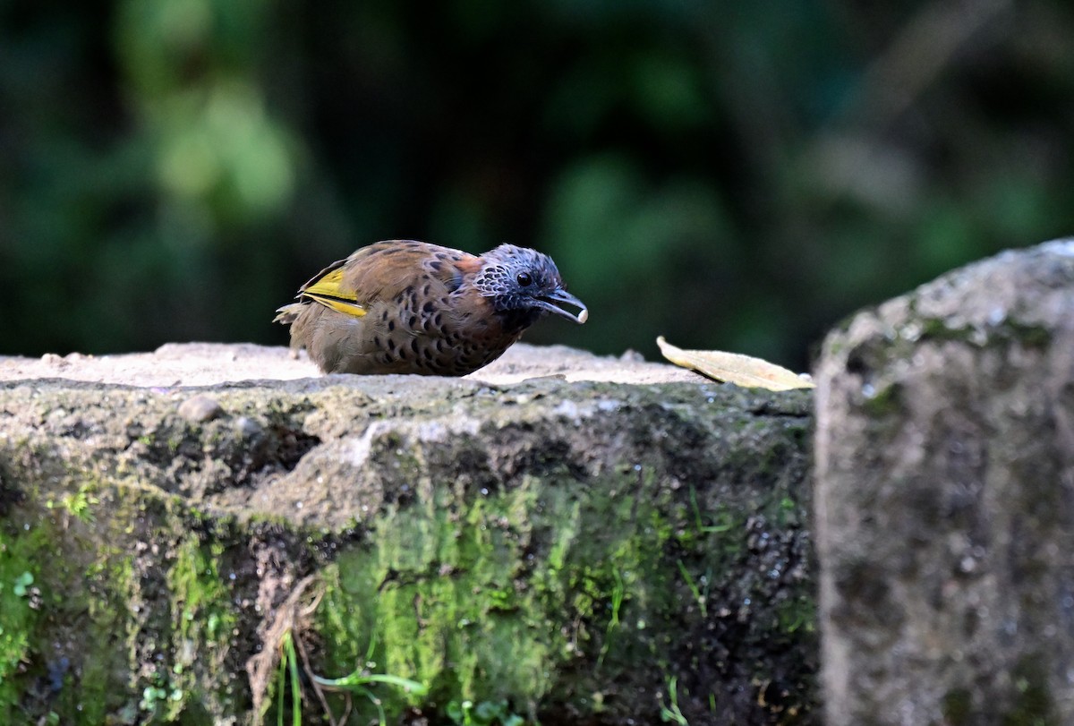 Chestnut-crowned Laughingthrush - ML644118495