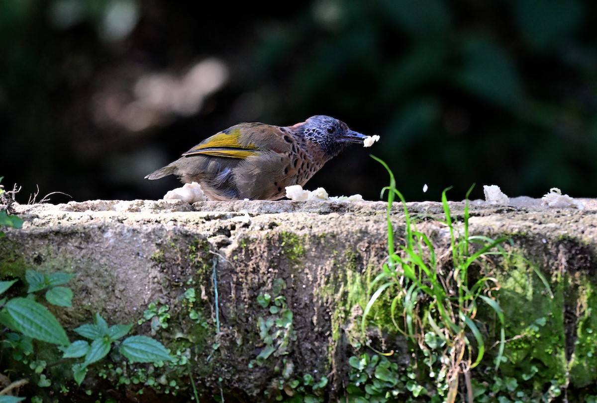 Chestnut-crowned Laughingthrush - ML644118496