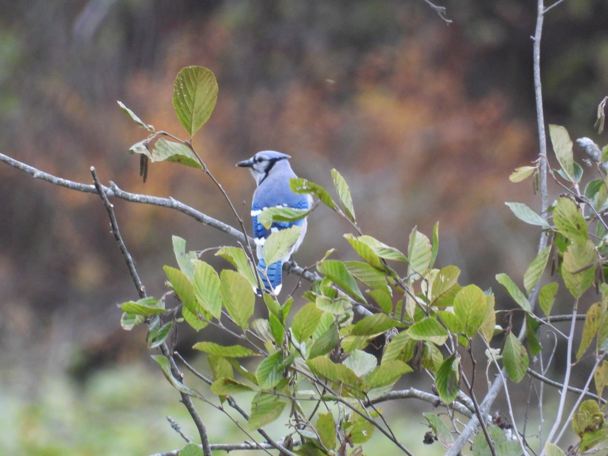 Blue Jay - ML644118545