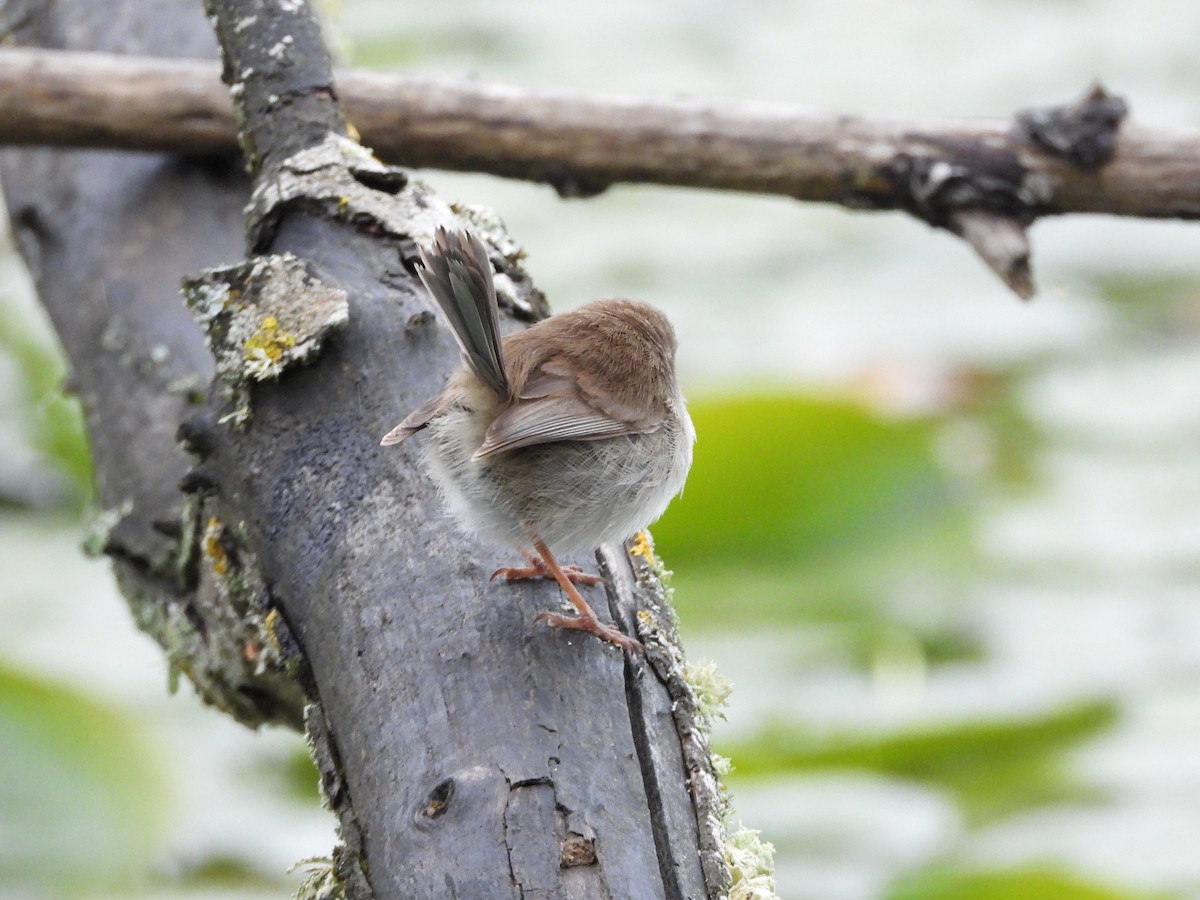 Superb Fairywren - ML644118548