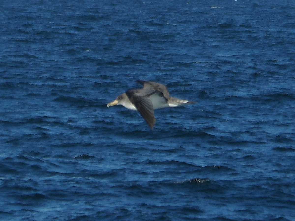 Cory's/Scopoli's Shearwater - ML644118551