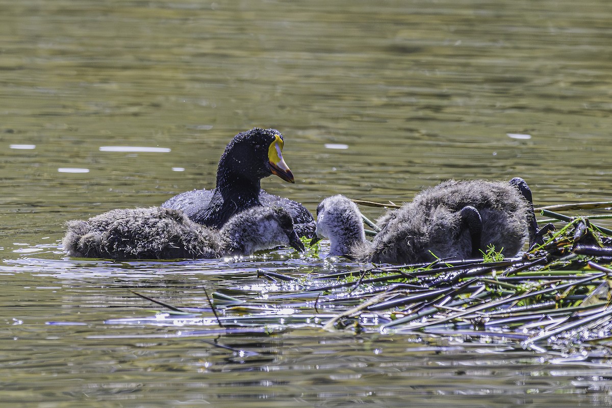 Giant Coot - ML644118552