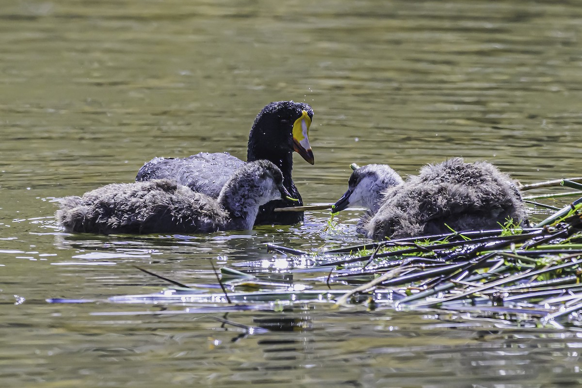 Giant Coot - ML644118554