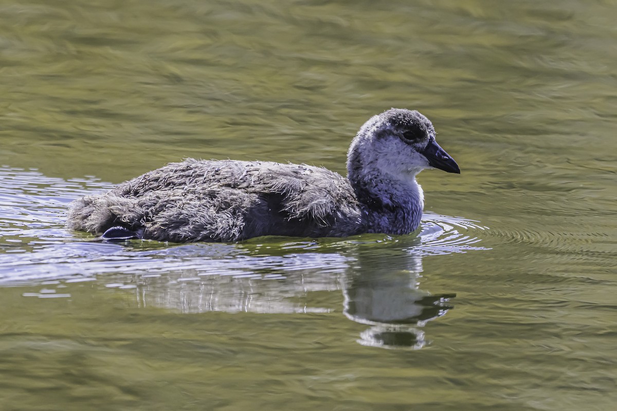 Giant Coot - ML644118556