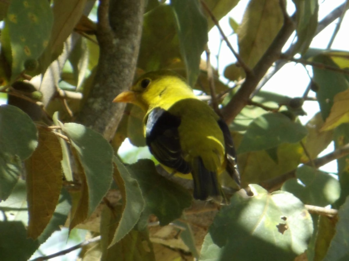 Scarlet Tanager - ML644118557