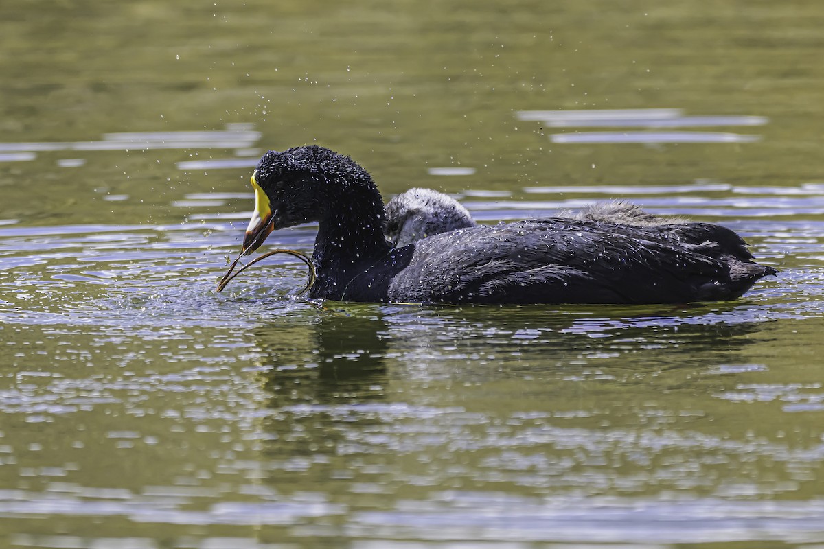 Giant Coot - ML644118558