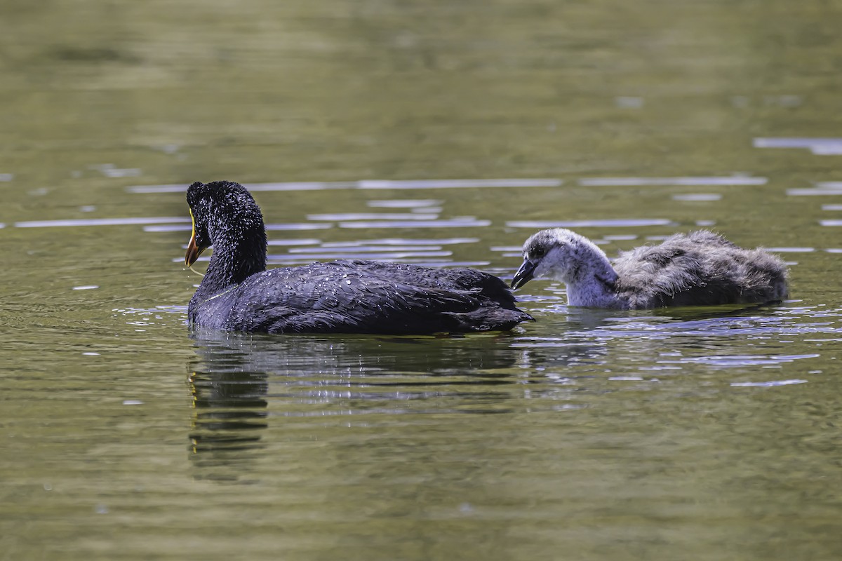 Giant Coot - ML644118560