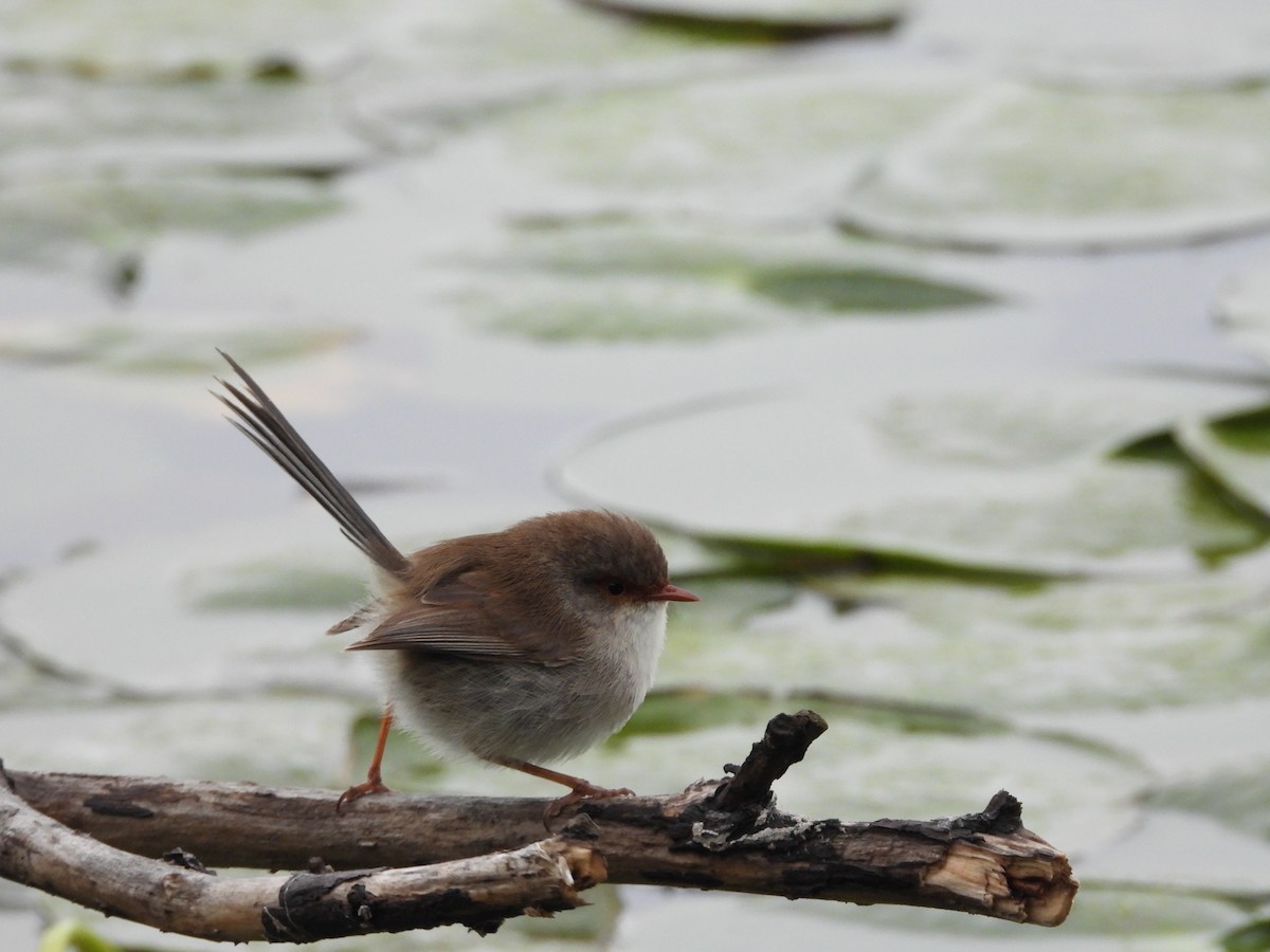 Superb Fairywren - ML644118562