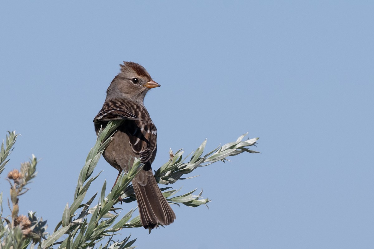 White-crowned Sparrow - ML644118564