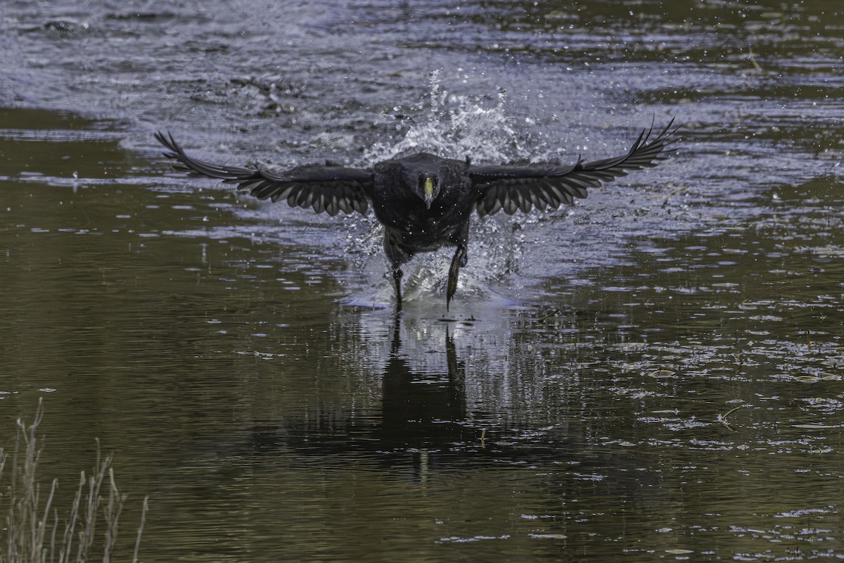 Giant Coot - ML644118565