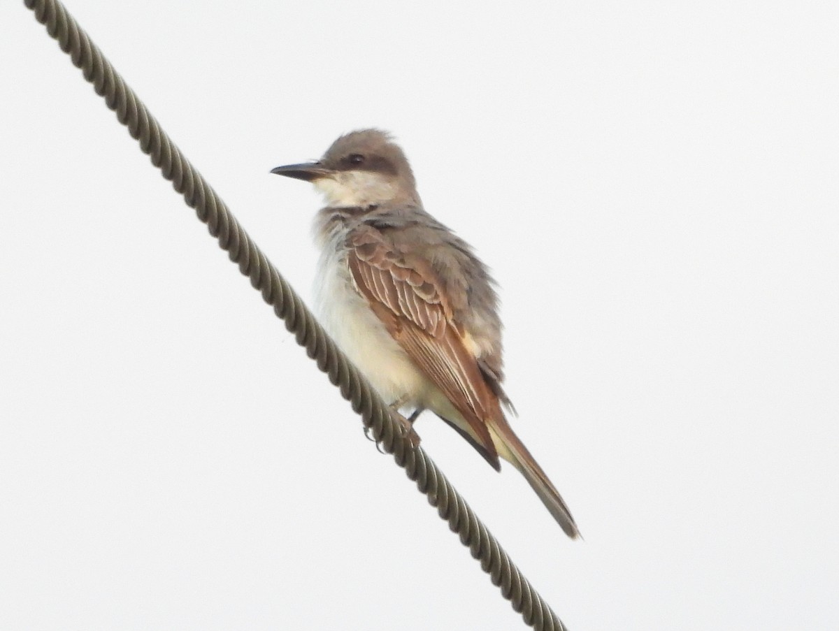 Gray Kingbird - ML644118566