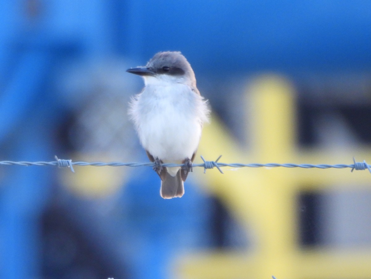 Gray Kingbird - ML644118567