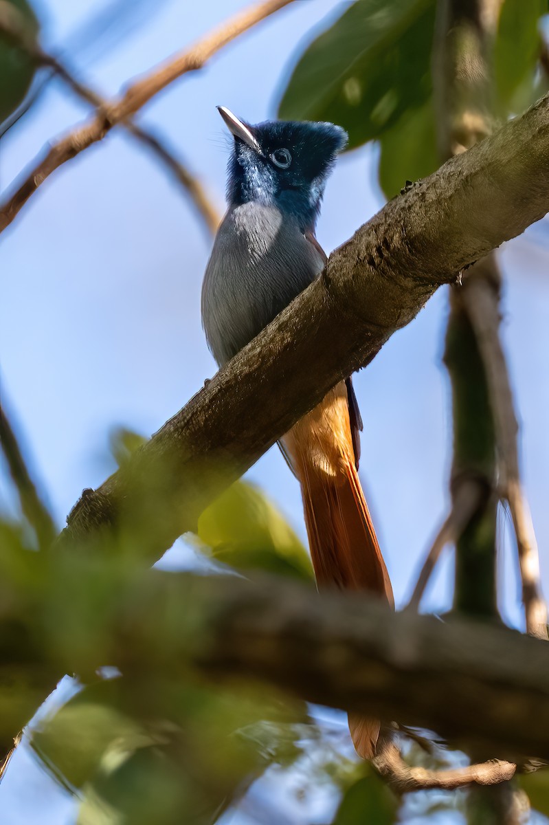 African Paradise-Flycatcher - ML644118572