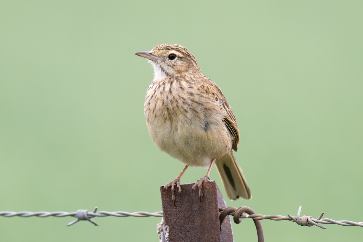 Australian Pipit - ML644118573