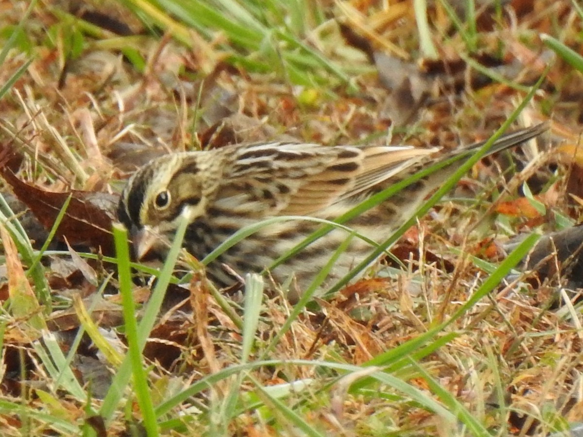 Savannah Sparrow - ML644118574