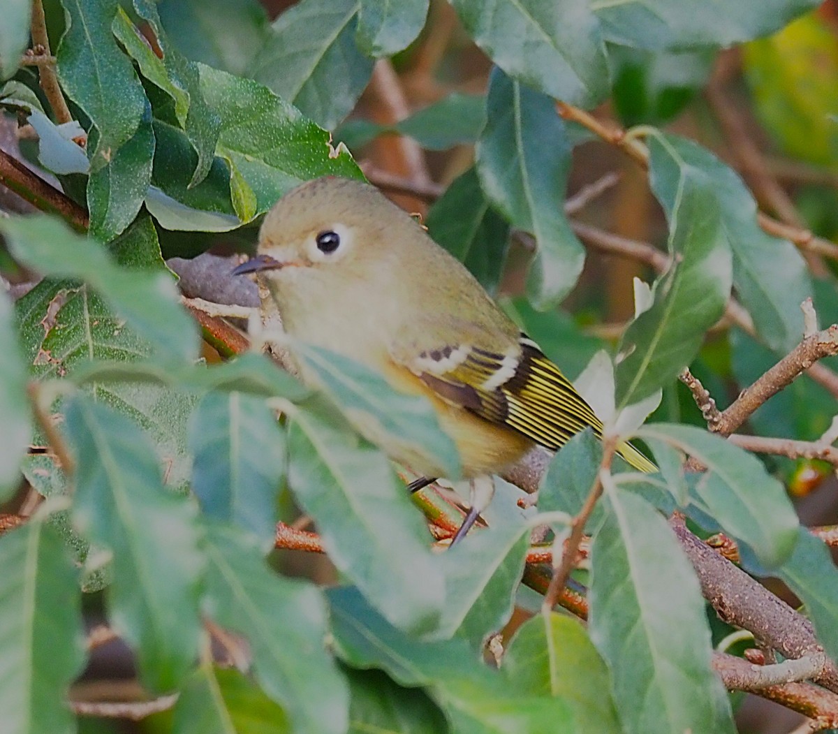 Ruby-crowned Kinglet - ML644118576