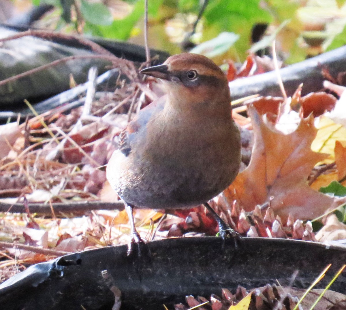 Rusty Blackbird - ML644118579