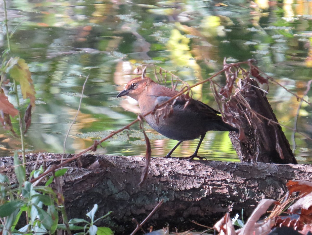 Rusty Blackbird - ML644118580