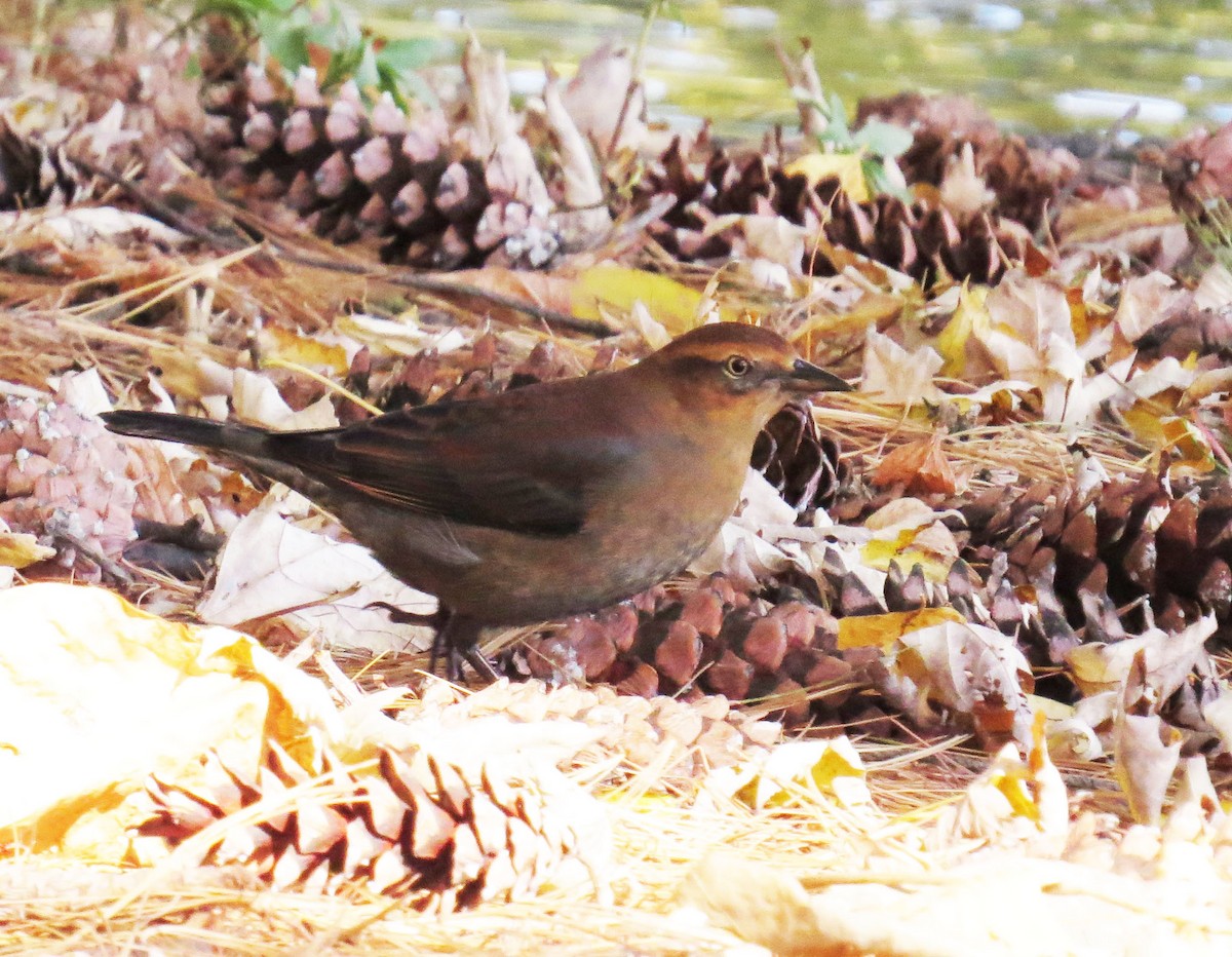 Rusty Blackbird - ML644118581