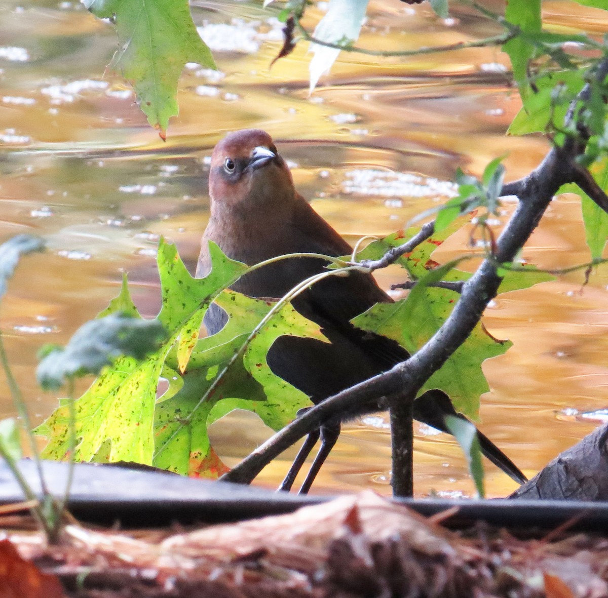 Rusty Blackbird - ML644118582