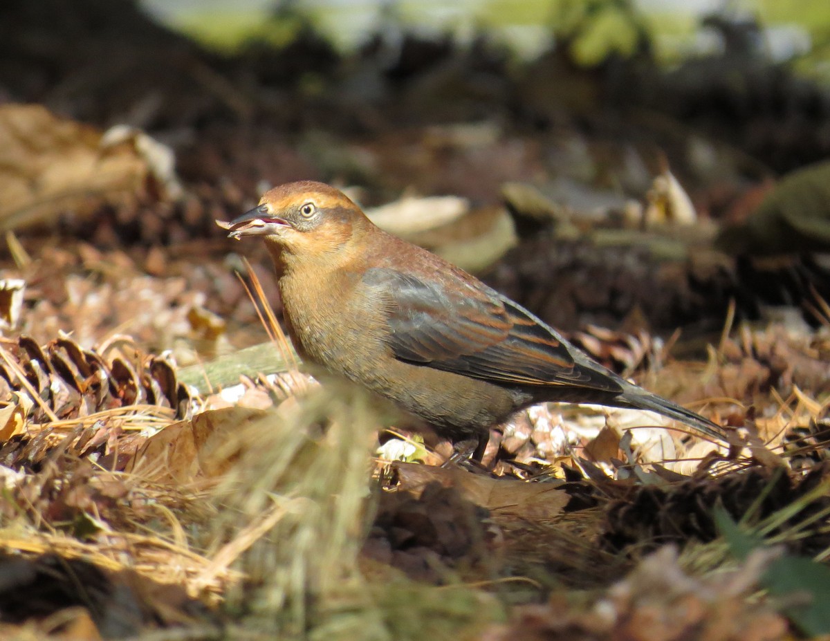 Rusty Blackbird - ML644118583