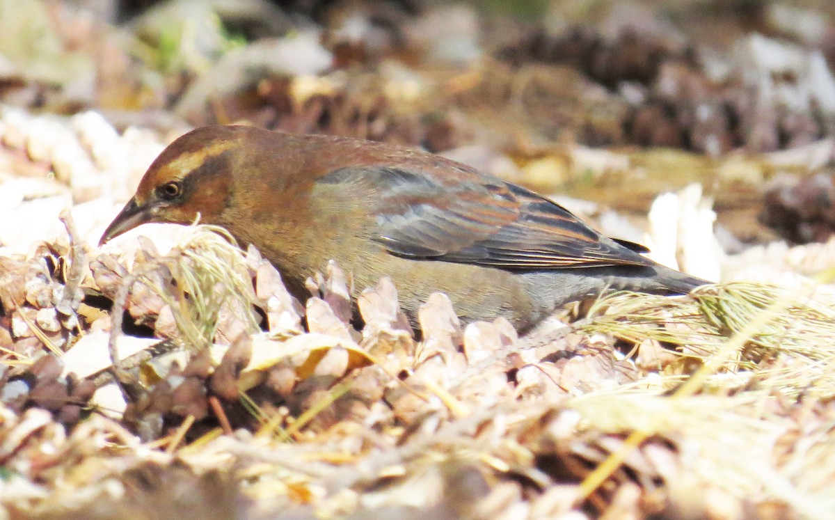 Rusty Blackbird - ML644118584