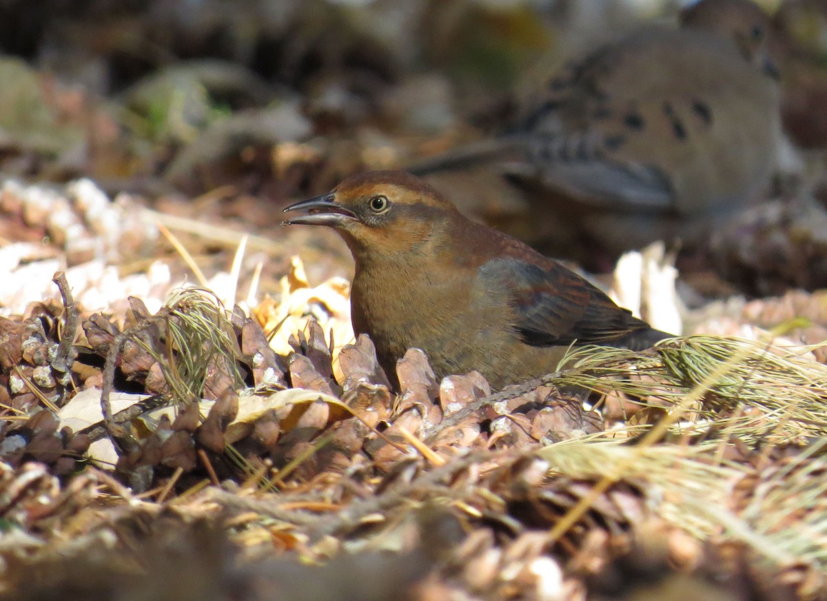 Rusty Blackbird - ML644118585