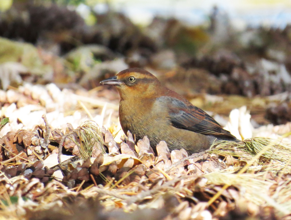 Rusty Blackbird - ML644118586