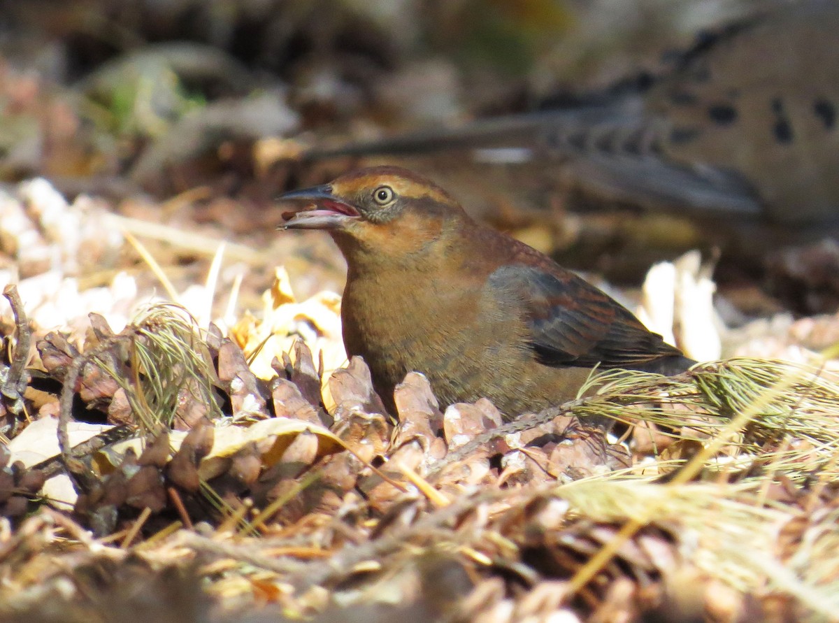 Rusty Blackbird - ML644118587