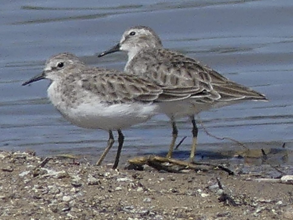 Least Sandpiper - ML644118590