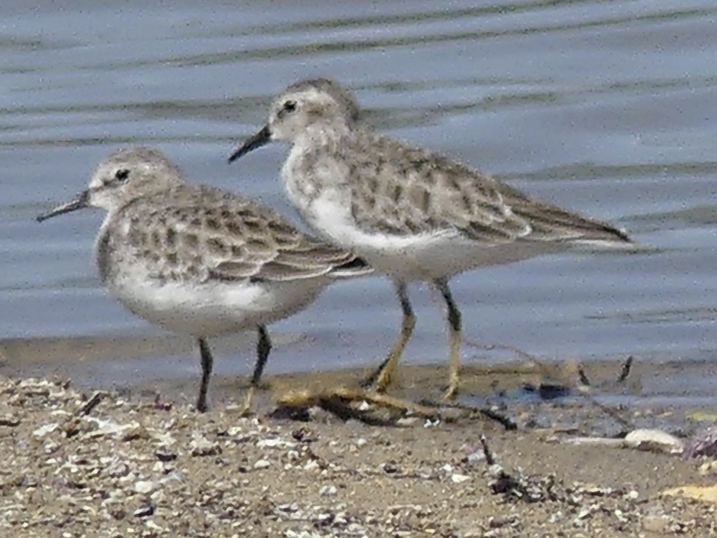 Least Sandpiper - ML644118591