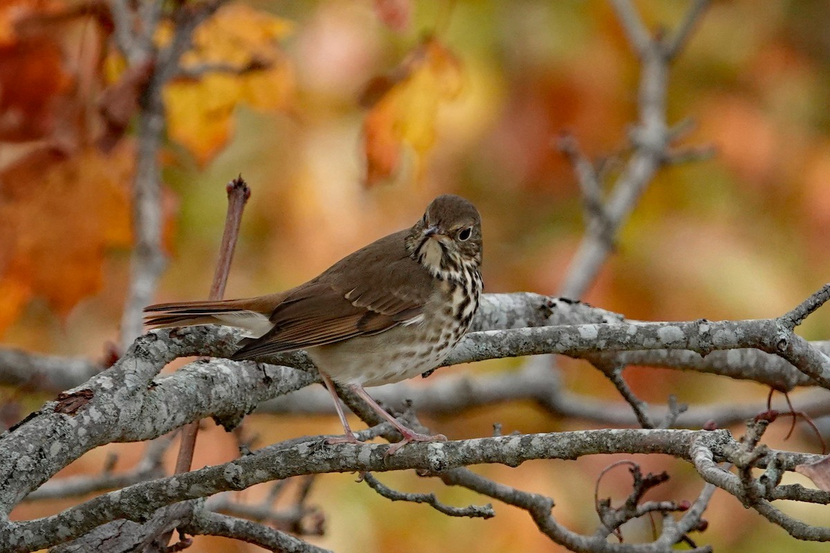 Hermit Thrush - ML644118600