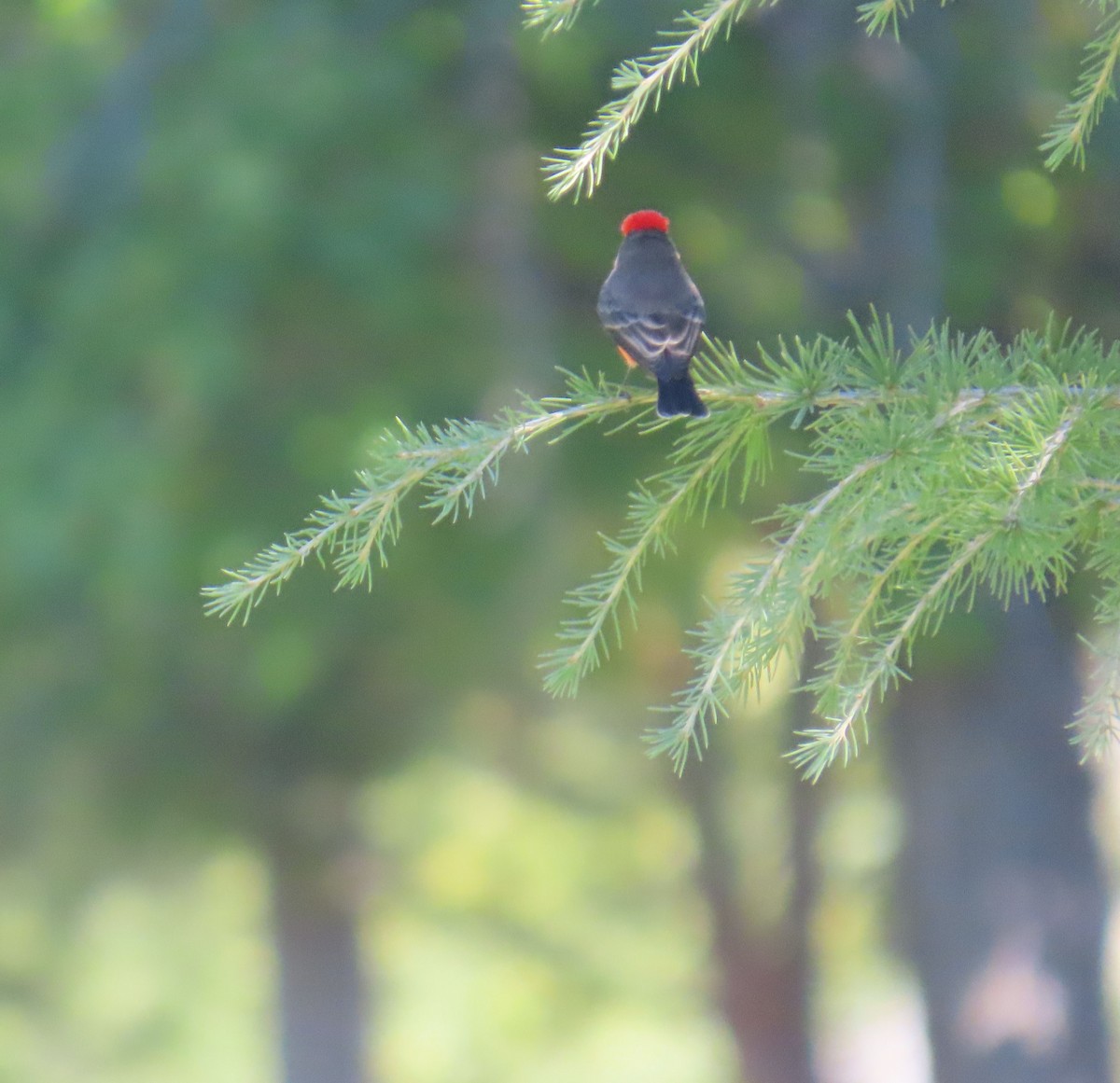 Vermilion Flycatcher - ML644118608