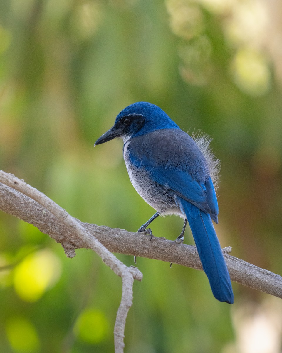 Chara de Santa Cruz - ML644118609