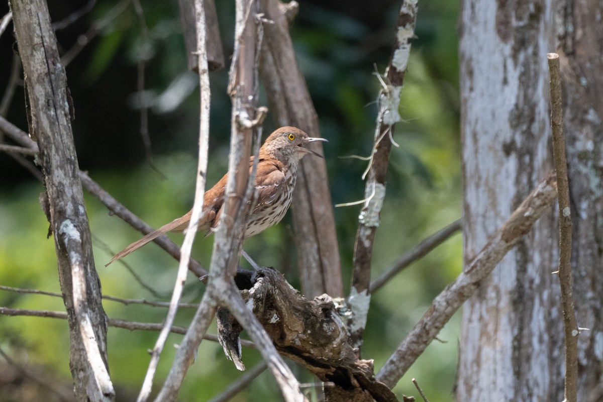 Brown Thrasher - ML644118610