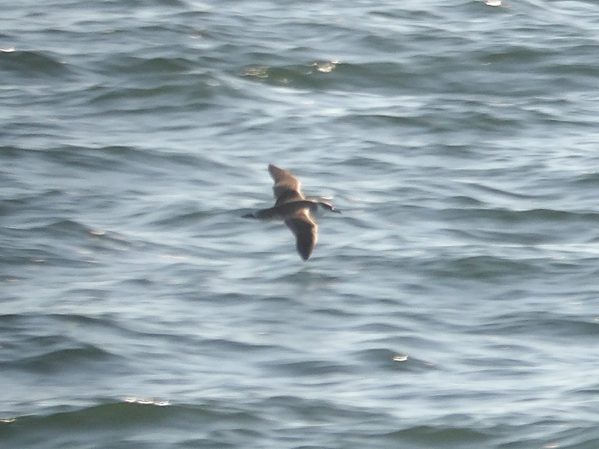 Great Shearwater - ML644118611