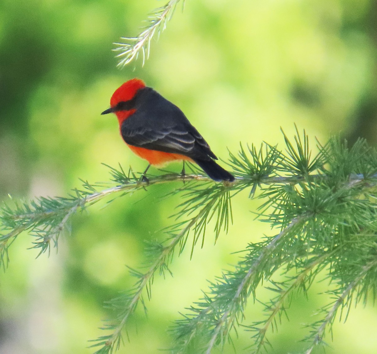 Vermilion Flycatcher - ML644118612