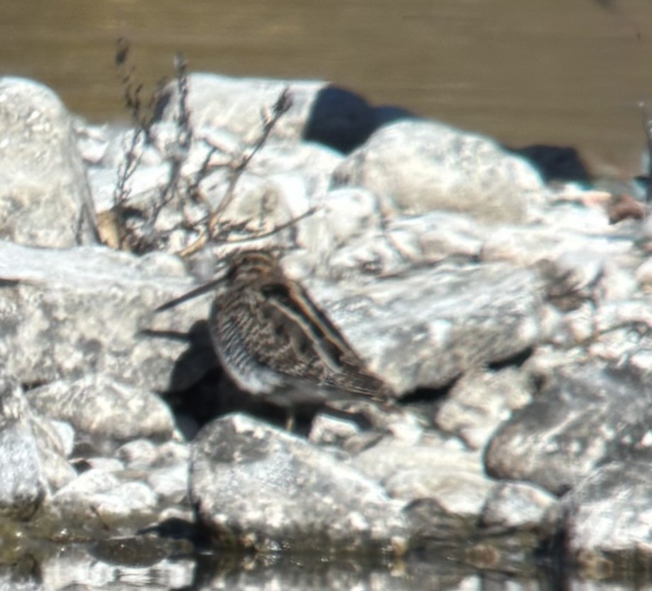 kanadabekkasin - ML644118617