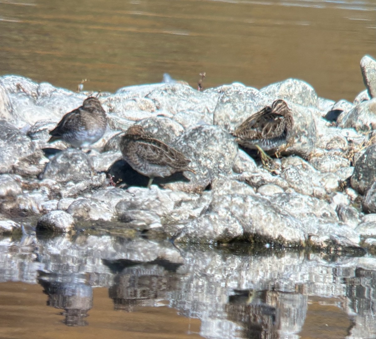 kanadabekkasin - ML644118618