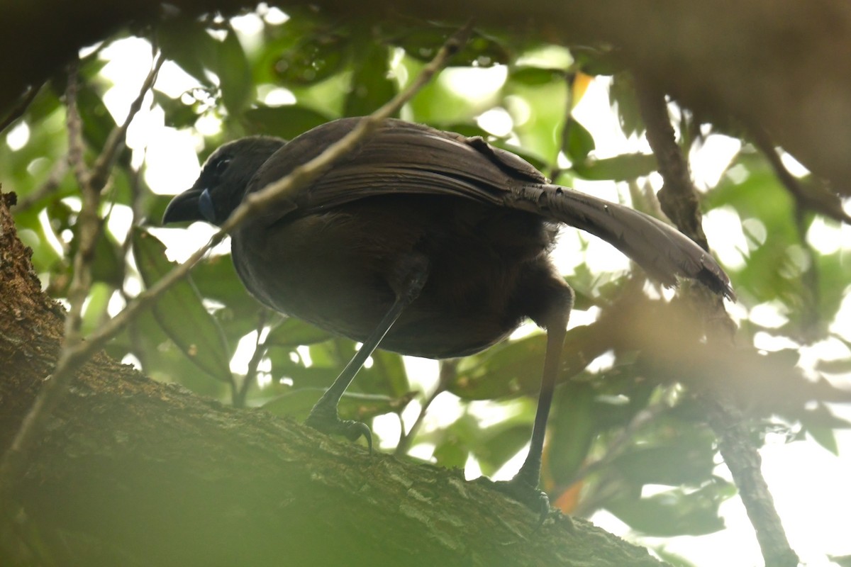 North Island Kokako - ML644118620