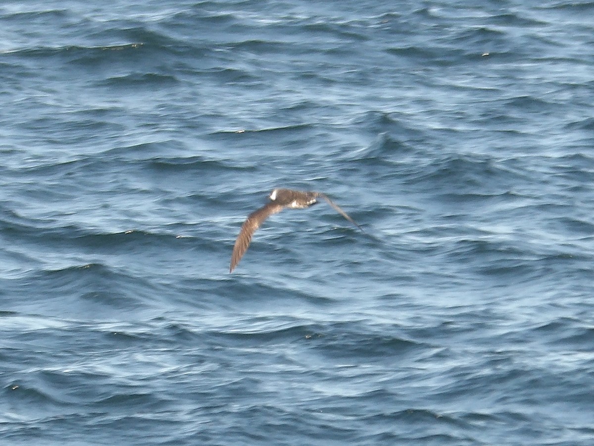 Great Shearwater - ML644118621