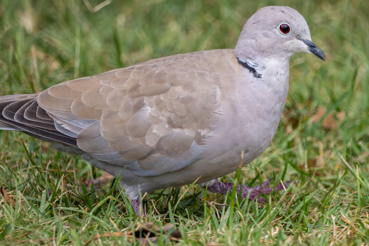 Eurasian Collared-Dove - ML644118627