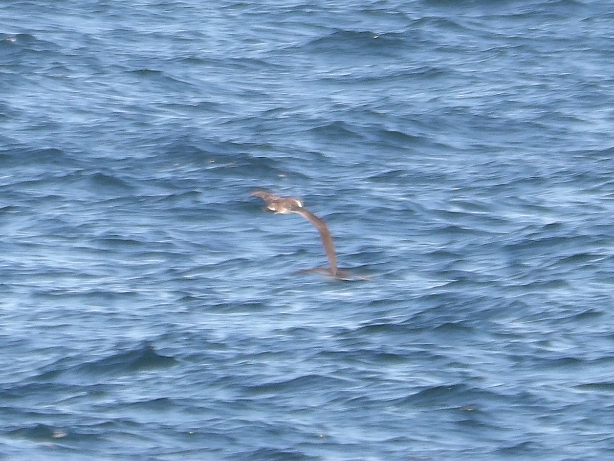 Great Shearwater - ML644118640