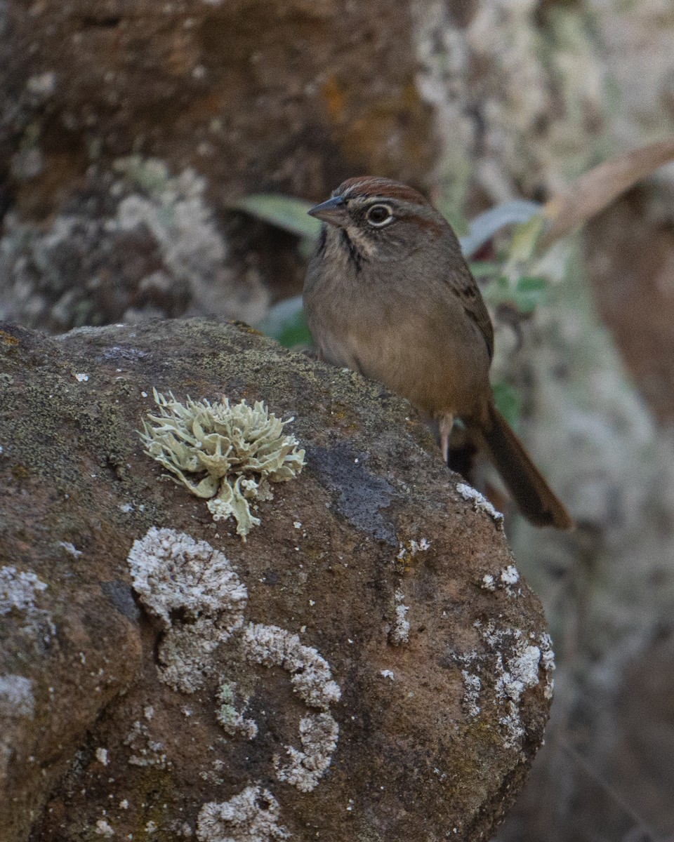 Rufous-crowned Sparrow - ML644118654