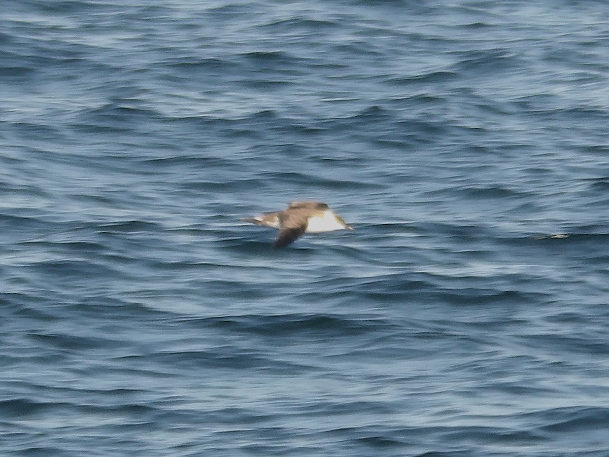 Great Shearwater - ML644118656