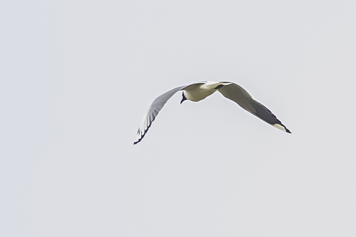 Andean Gull - ML644118662