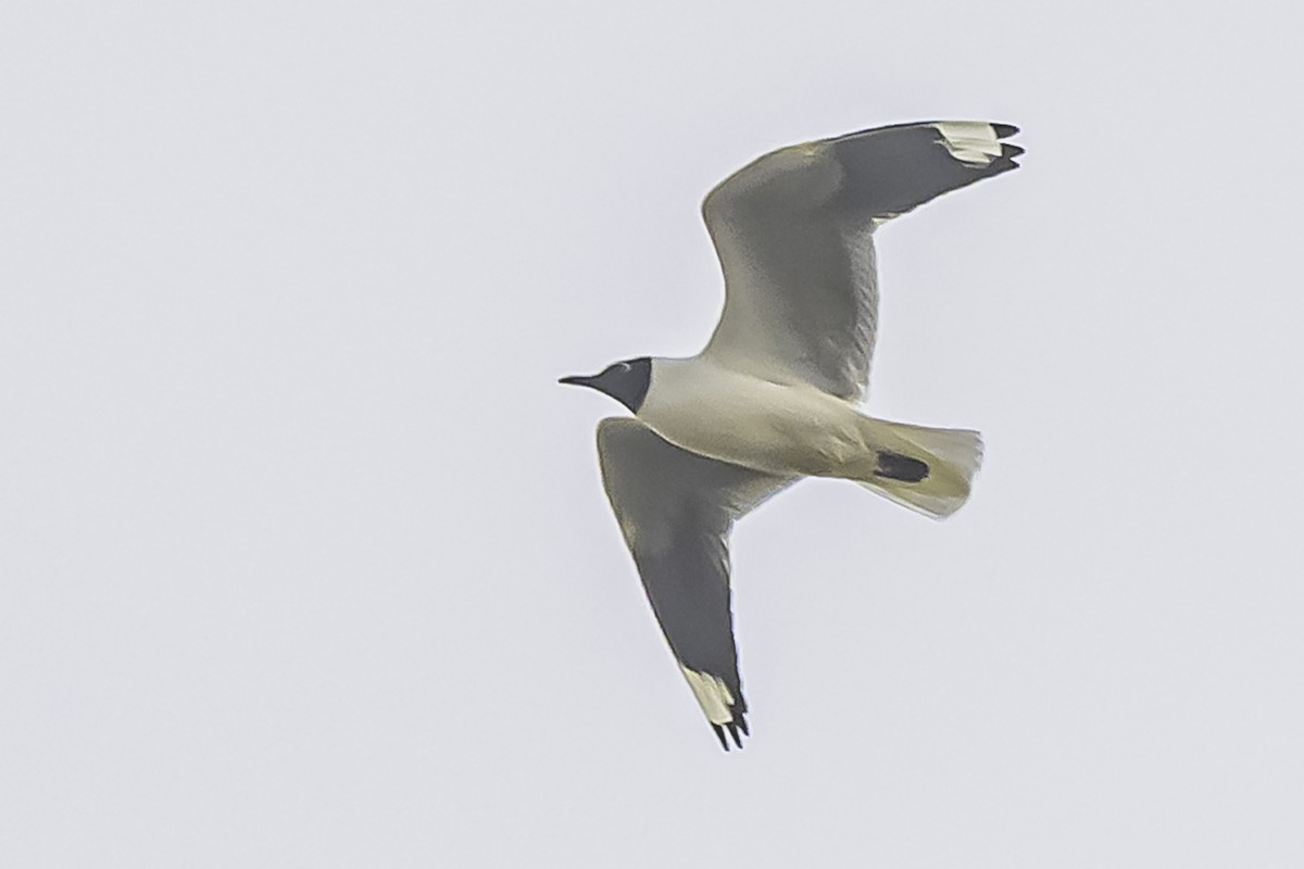 Andean Gull - ML644118663