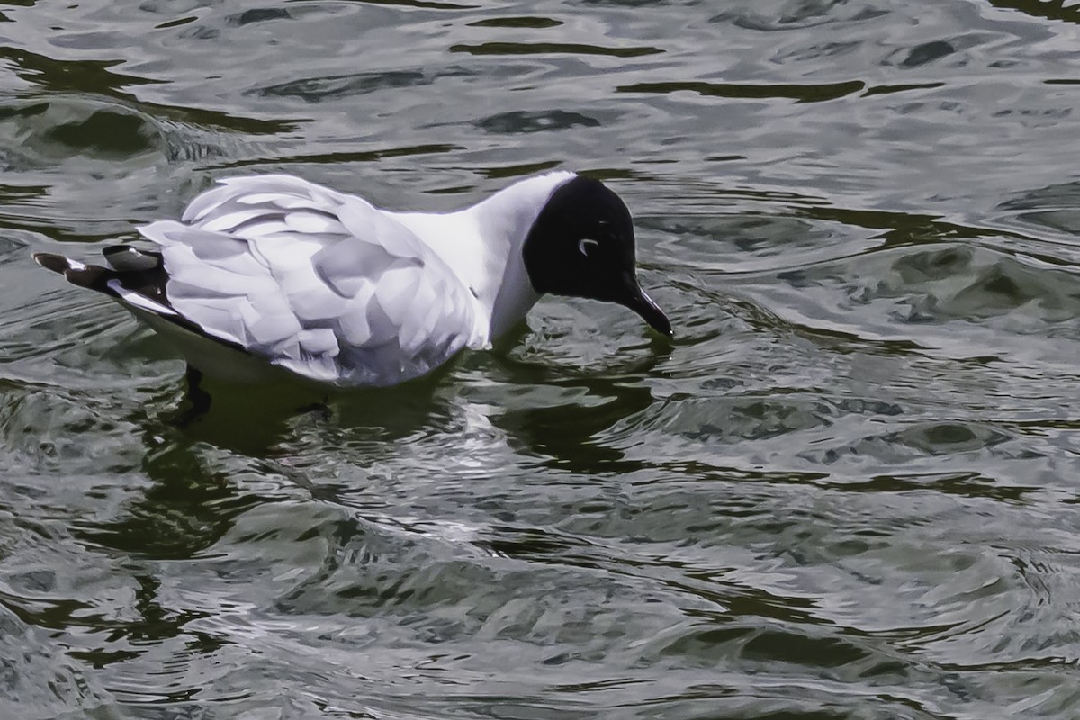 Andean Gull - ML644118664