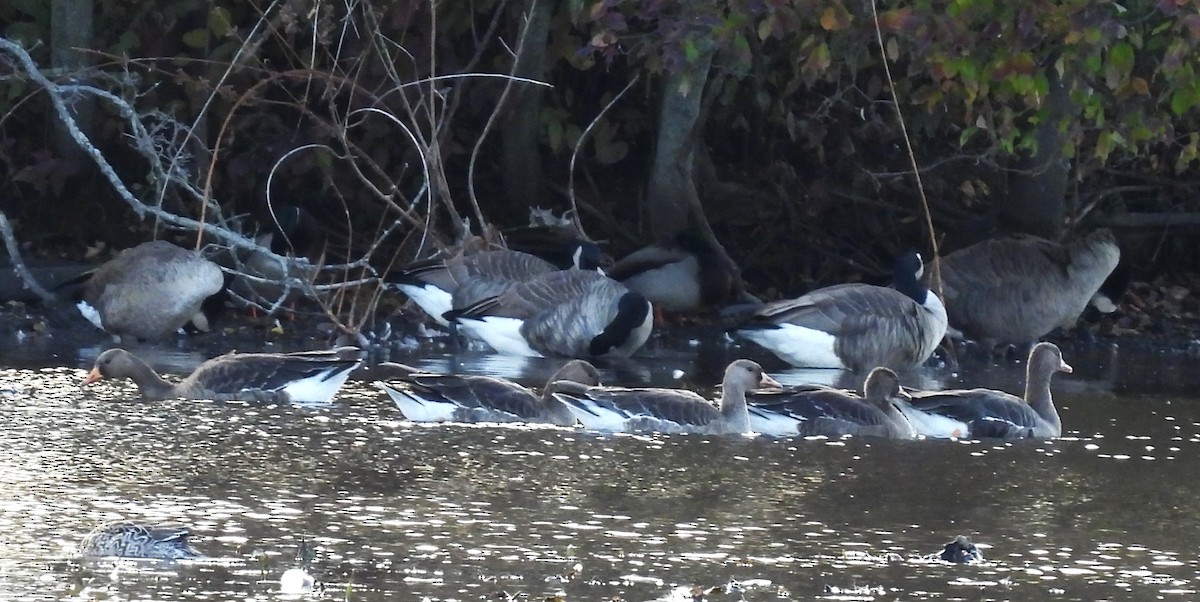 Манхин галуу - ML644118674